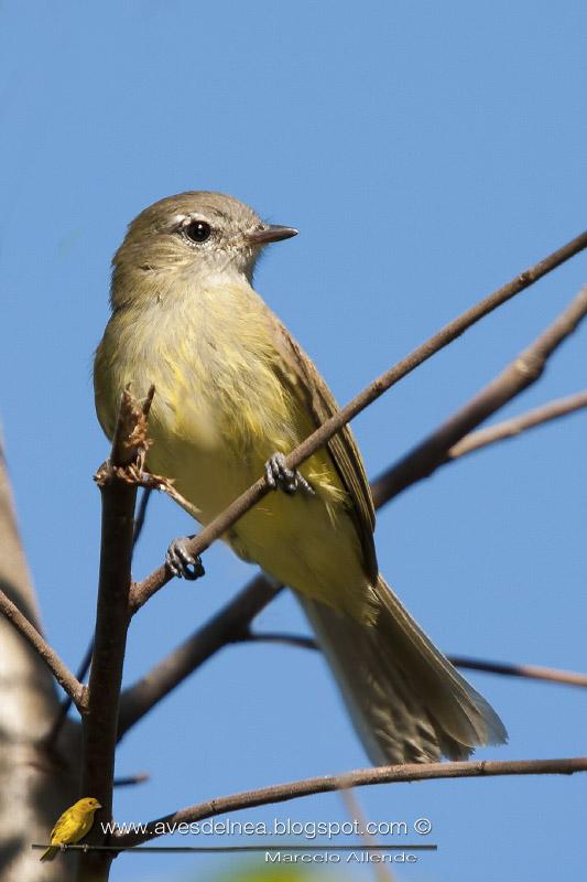 Fiofío corona dorada (Greenish Elaenia) Fiofío corona dorada (Greenish Elaenia)