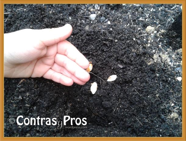 Plantando semillas de calabaza.