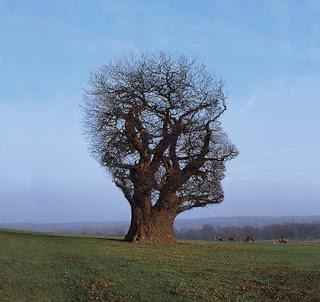 Las Tapas de STORM THORGERSON (1944-2013)