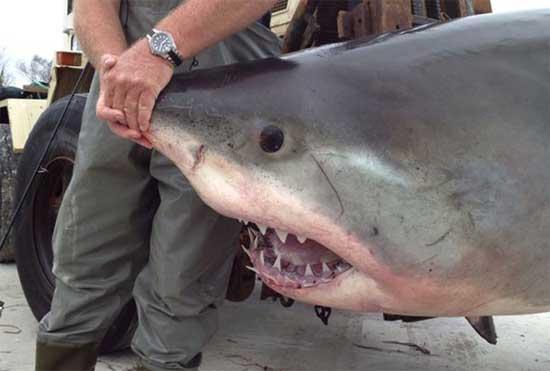 tiburón blanco enredado en Australia