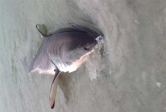 tiburón blanco enredado en Australia