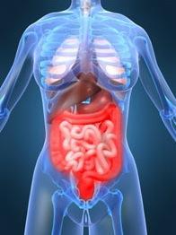 Proteger el intestino con elementos naturales Proteger el intestino con elementos naturales