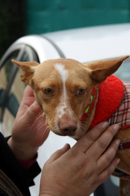 LIMA encantadora podenco andaluz.