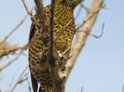 Carpintero real (Green-barred Woodpecker)