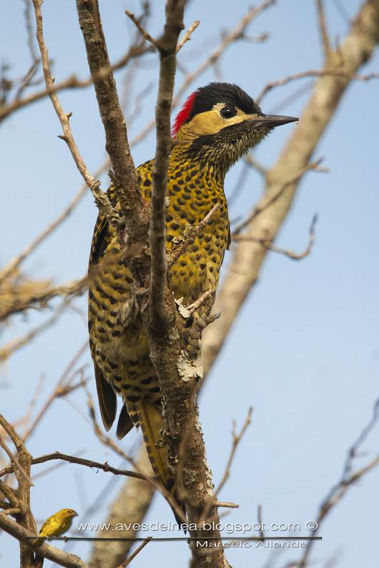 Carpintero real (Green-barred Woodpecker)