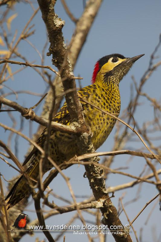 Carpintero real (Green-barred Woodpecker)