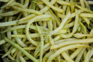 Lucha contra la biopiratería