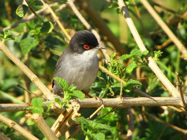 INTERIOR Y COSTA DEL DELTA A CAMBRILS