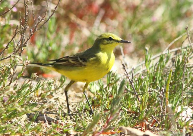 INTERIOR Y COSTA DEL DELTA A CAMBRILS