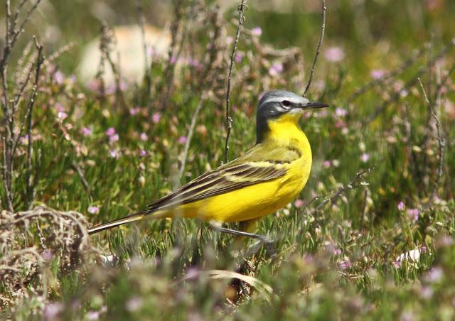 INTERIOR Y COSTA DEL DELTA A CAMBRILS
