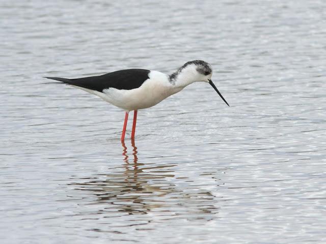 INTERIOR Y COSTA DEL DELTA A CAMBRILS