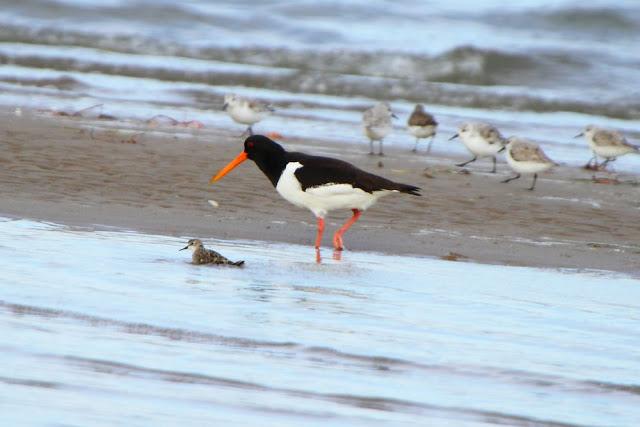 INTERIOR Y COSTA DEL DELTA A CAMBRILS