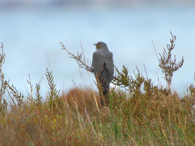 INTERIOR Y COSTA DEL DELTA A CAMBRILS