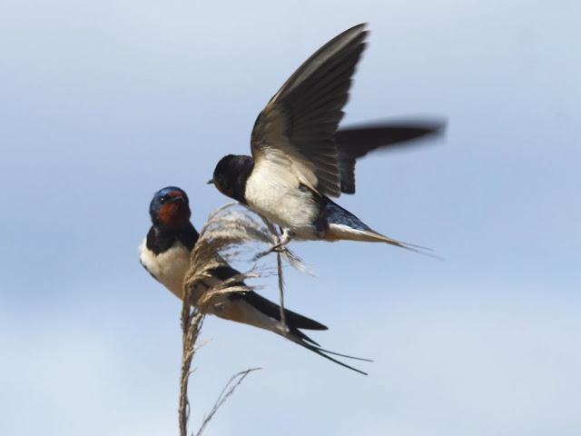 INTERIOR Y COSTA DEL DELTA A CAMBRILS