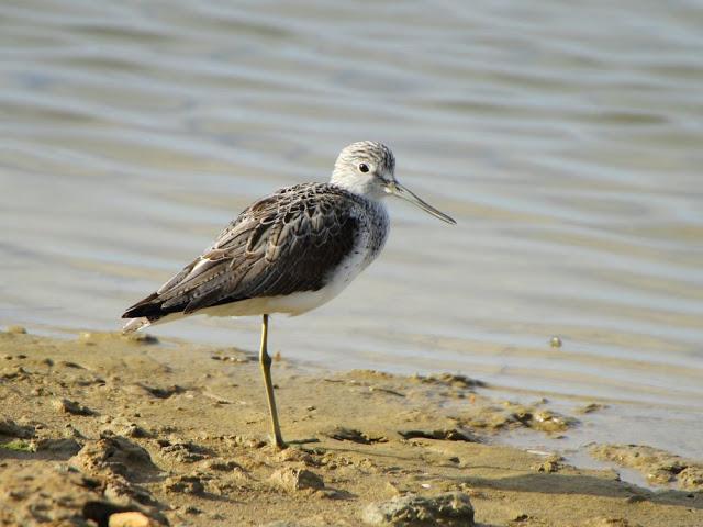 INTERIOR Y COSTA DEL DELTA A CAMBRILS