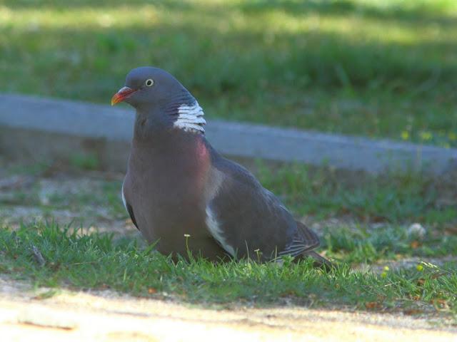 INTERIOR Y COSTA DEL DELTA A CAMBRILS
