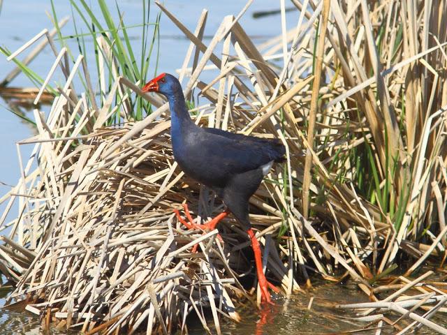 INTERIOR Y COSTA DEL DELTA A CAMBRILS
