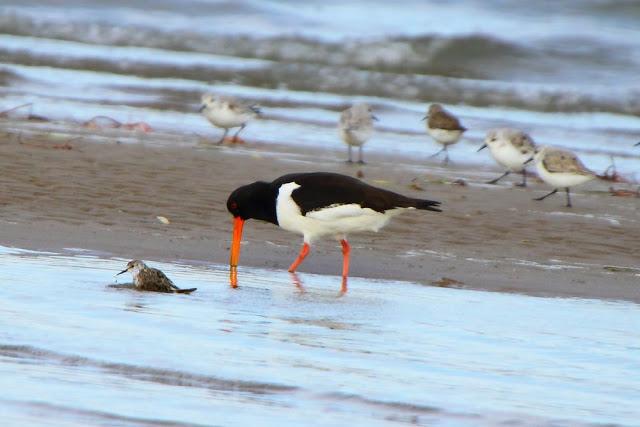 INTERIOR Y COSTA DEL DELTA A CAMBRILS