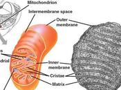 respiración celular aeróbica, mitocondria bacterias aeróbicas