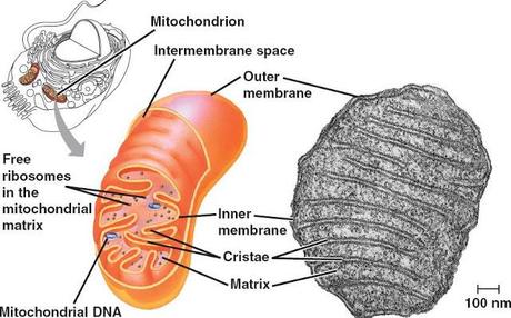 La respiración celular aeróbica, la mitocondria y las bacterias aeróbicas
