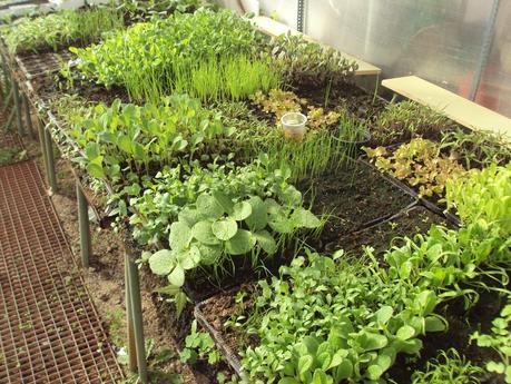 LA SIEMBRA EN EL TERRENO Y EL TRASPLANTE