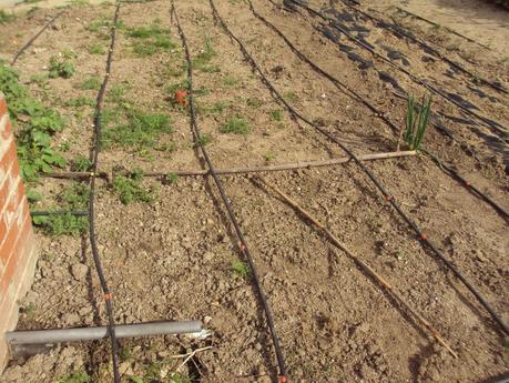 LA SIEMBRA EN EL TERRENO Y EL TRASPLANTE