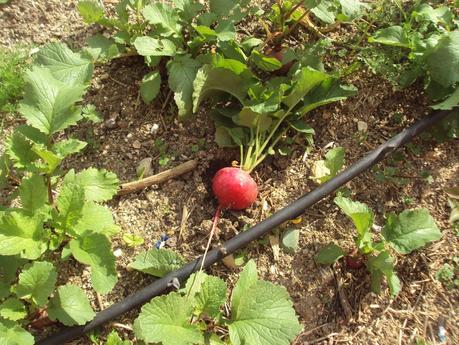 LA SIEMBRA EN EL TERRENO Y EL TRASPLANTE