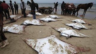 El Misterio de las Rayas Varadas en Gaza