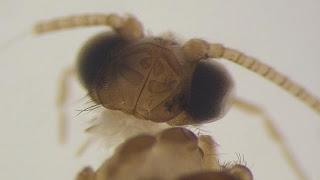 Descubren en Cádiz un Insecto que se creía Extinguido en Europa