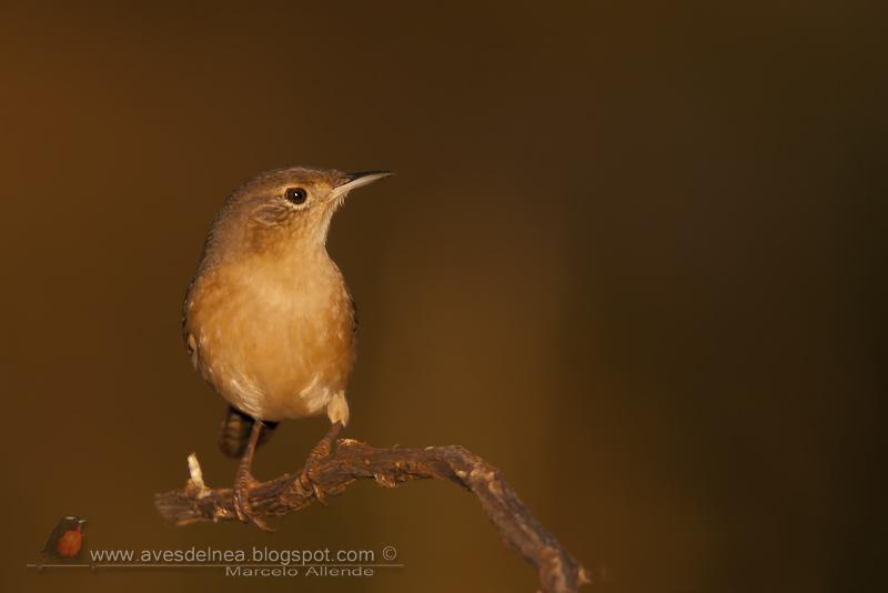 Ratona en la hora dorada
