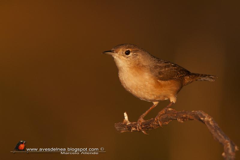 Ratona en la hora dorada