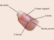 Cuidados básicos para unas uñas sanas