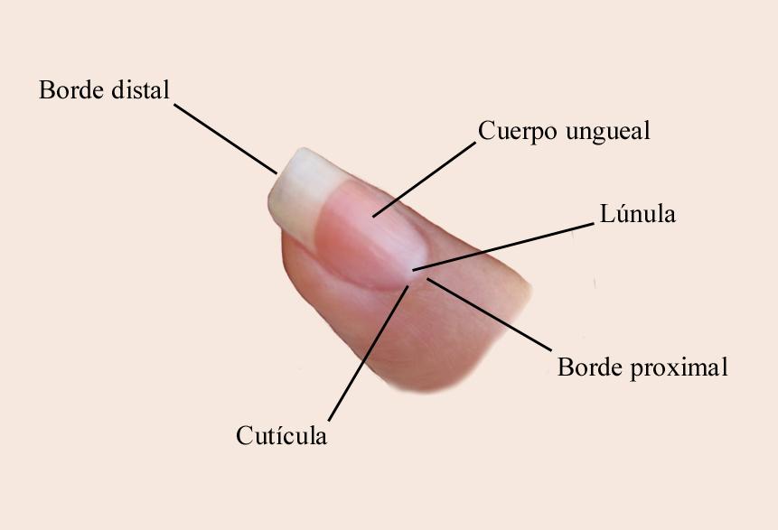 CUIDADOS BÁSICOS PARA UNAS UÑAS SANAS