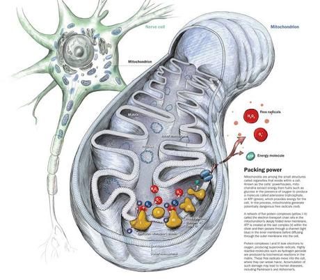 Estructura y función de la mitocondria