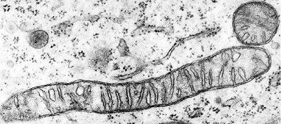 Introducción a la estructura y función de la mitocondria