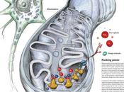 Introducción estructura función mitocondria