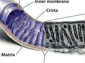 mitocondria parientes bacterianos cercanos