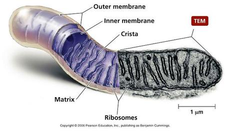 La mitocondria y sus parientes bacterianos más cercanos