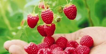 FORTE PHARMA Y SU PROGRAMA DE ADELGAZAMIENTO TURBOSLIM DOBLE ACCIÓN