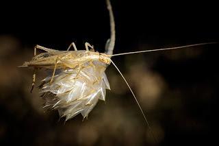 Para ampliar Oecanthus pellucens (Scopoli, 1763) Grillo italiano hacer clic