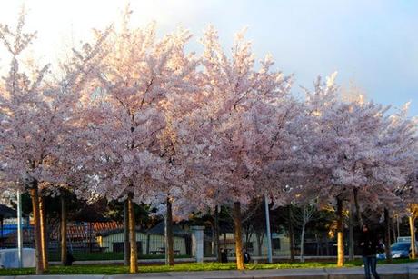 Cherry blossoms Cherry blossoms
