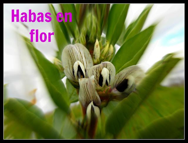 Los frutales ya están brotando y los pollitos naciendo