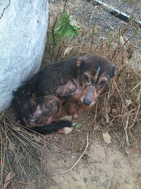 AYUDA URGENTE PARA ESTE PERRITO, ESTÁ EN ENFERMO Y LA CALLE. (SEVILLA)