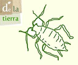 Stop pulgones! 5 formas de prevenirlos Stop pulgones! 5 formas de prevenirlos