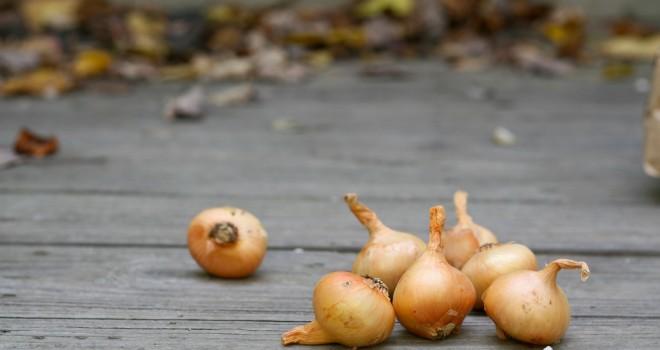 Policía japonesa solicita a los ISP bloquear Tor