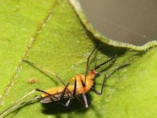 ¿Por pican mosquitos?