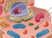 Primer atlas células cuerpo humano