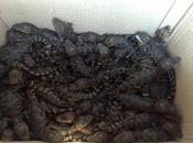 tortugas desahuciados parientes