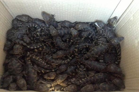 Las tortugas y sus desahuciados parientes