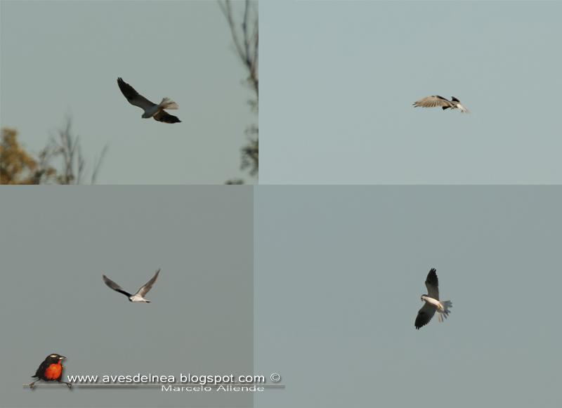 Milano blanco (White-tailed Kite)